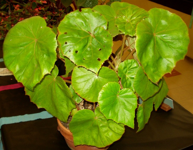 B. sericoneura